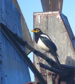 Yellow-billed Magpie